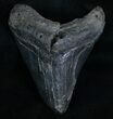 Bargain Megalodon Tooth #6993-1